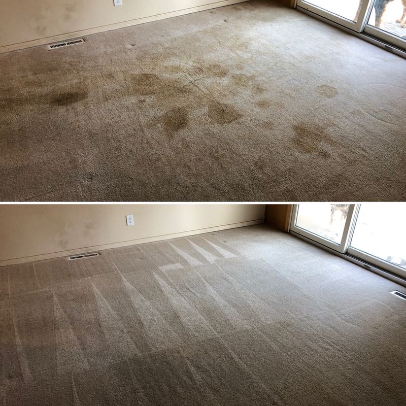 Pet urine carpet before and after Spokane